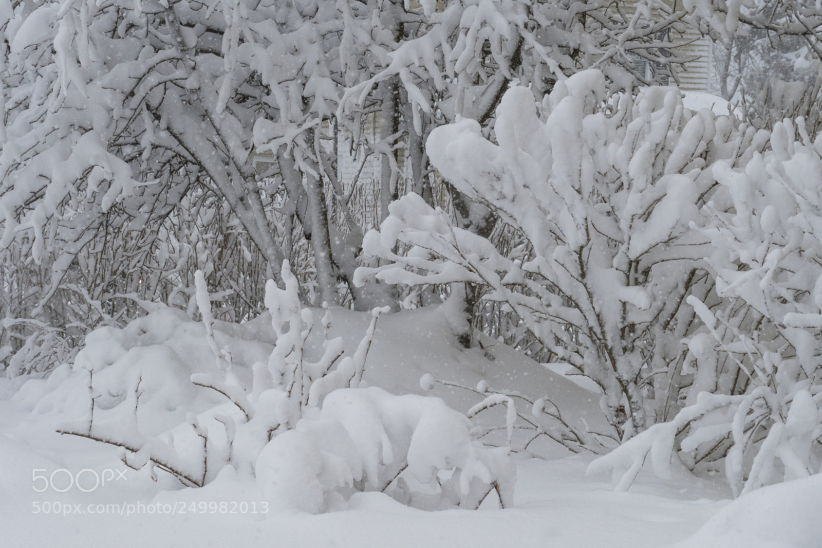Nikon D500 sample photo. A snowy day photography