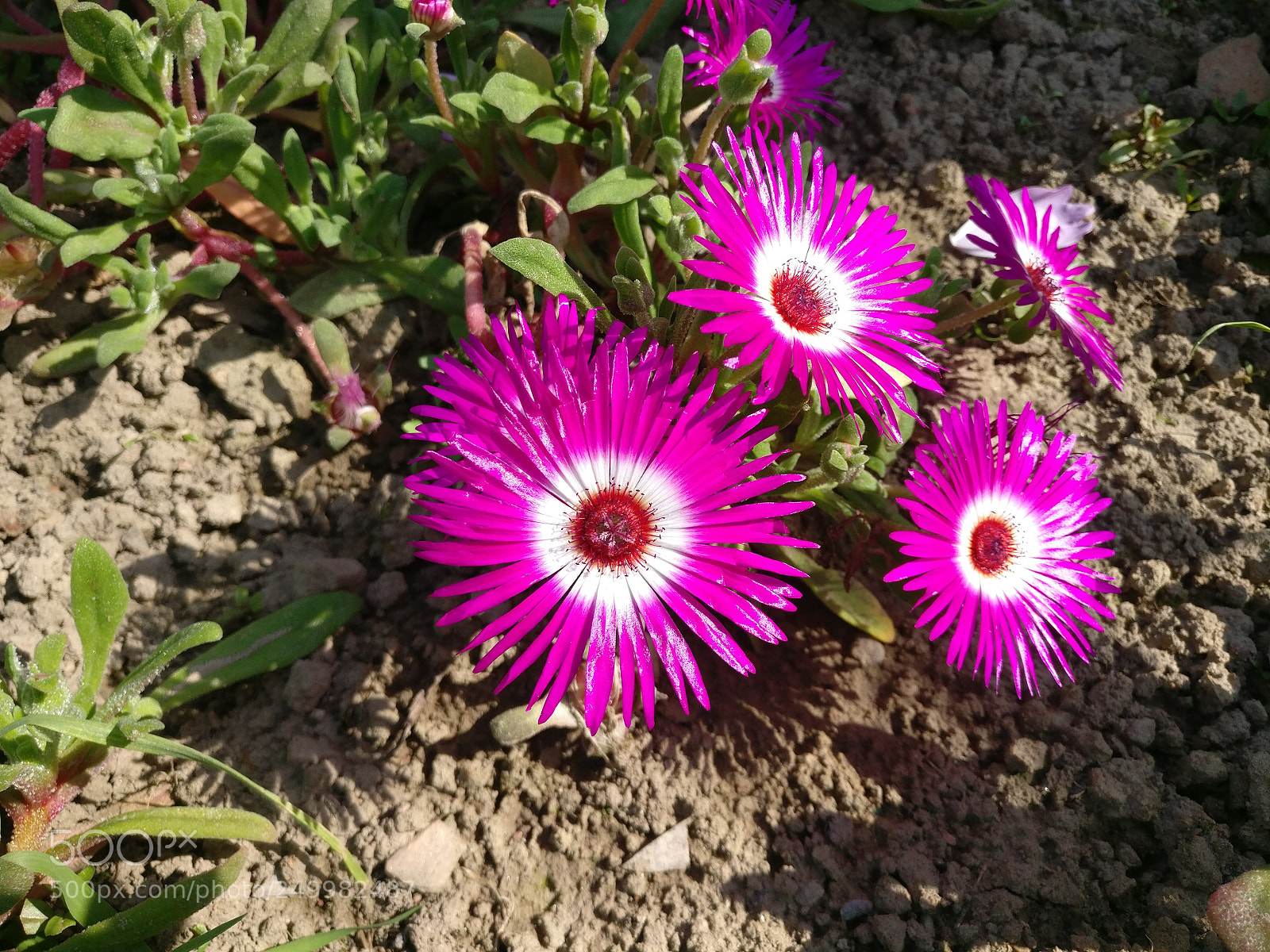 OnePlus A3003 sample photo. Beauti photography