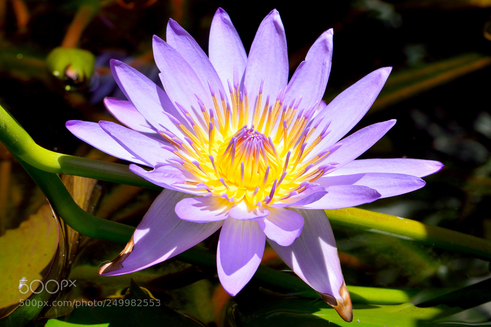 Nikon D7100 sample photo. Blue lotus (nymphaea nouchali) photography