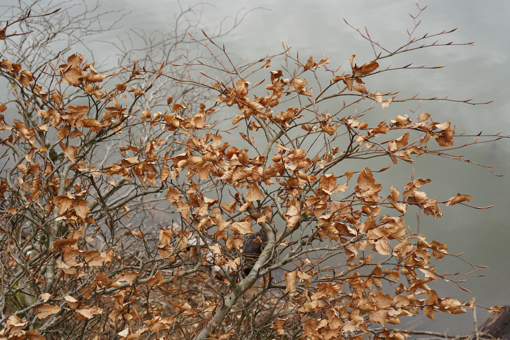 Sony E 35mm F1.8 OSS sample photo. Foliage photography