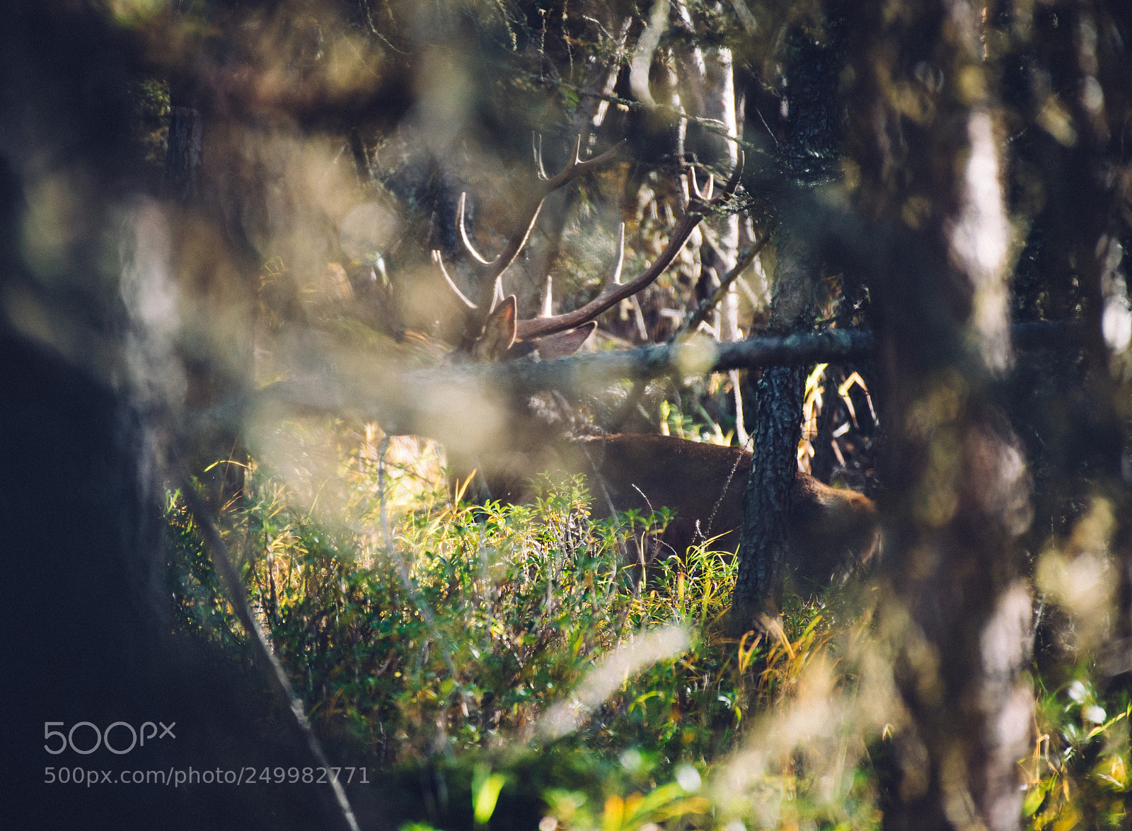 Nikon D800 sample photo. Hidden king photography