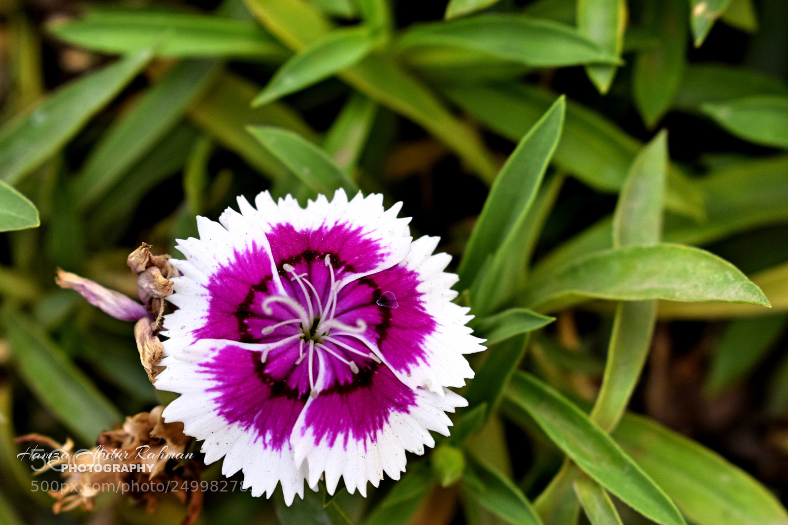 Nikon D3300 sample photo. Bloom photography