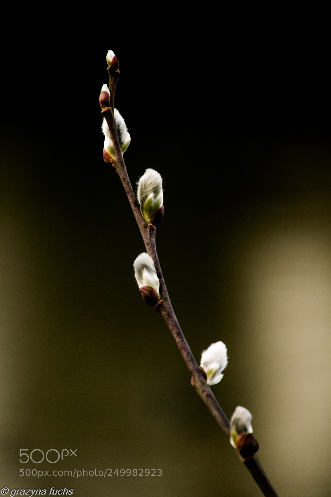 Nikon D3300 sample photo. Spring breathes new life photography