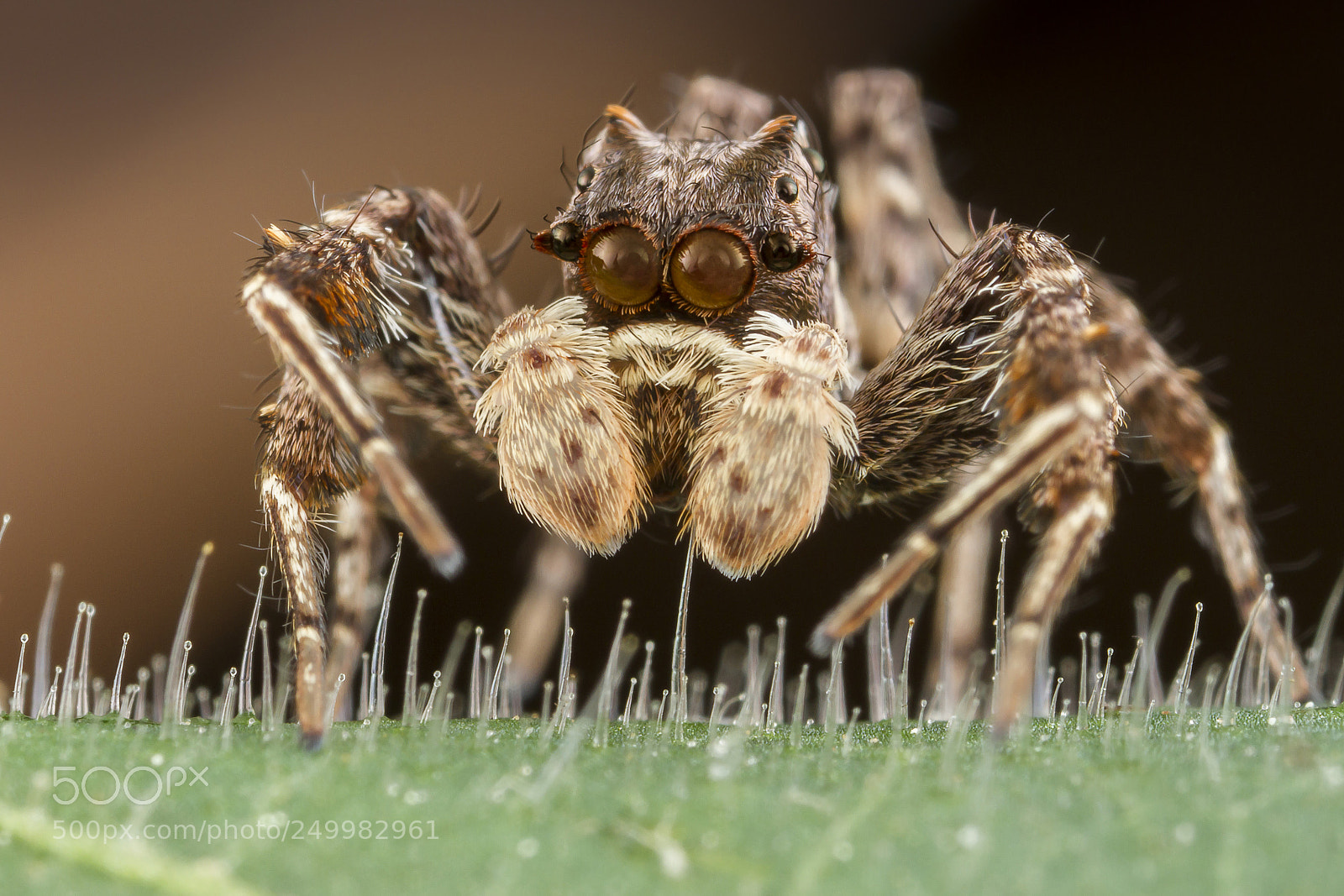 Canon EOS 7D sample photo. Jumping spider(portia fimbriata) photography