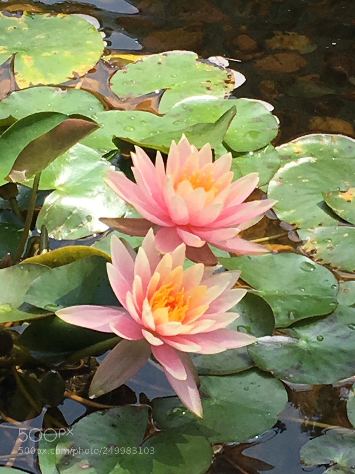Apple iPhone 6s Plus sample photo. Lotus photography