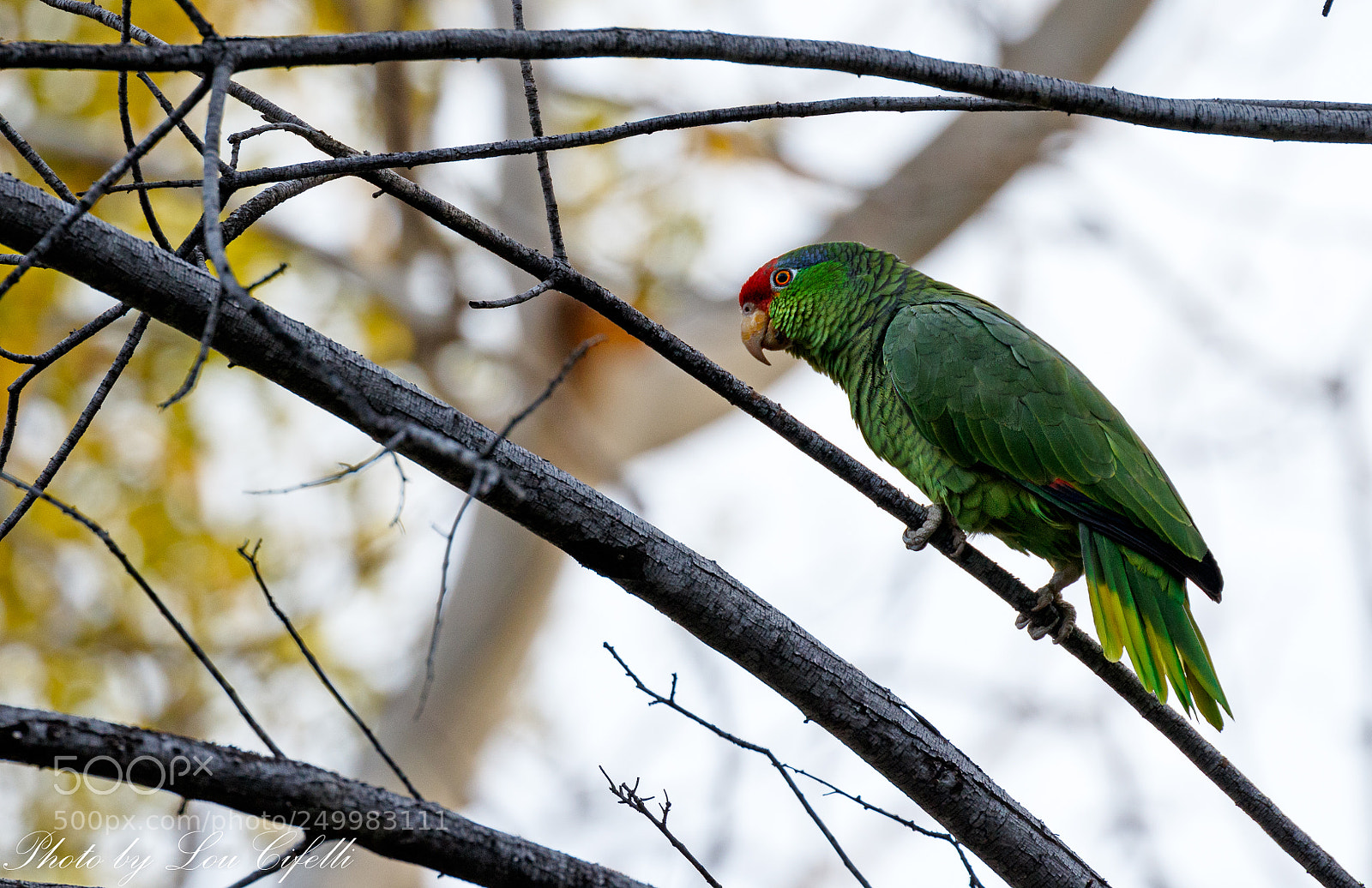 Canon EOS 7D Mark II sample photo. Parrot8260 photography