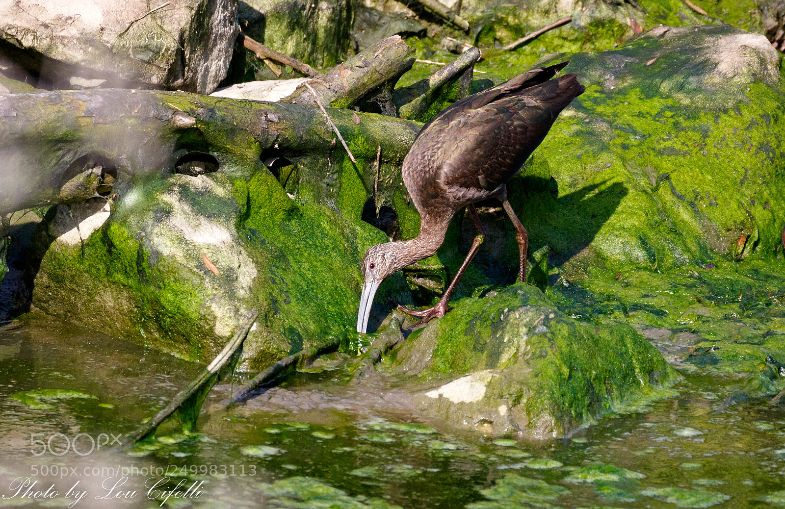 Canon EOS 7D Mark II sample photo. Ibis8659 photography