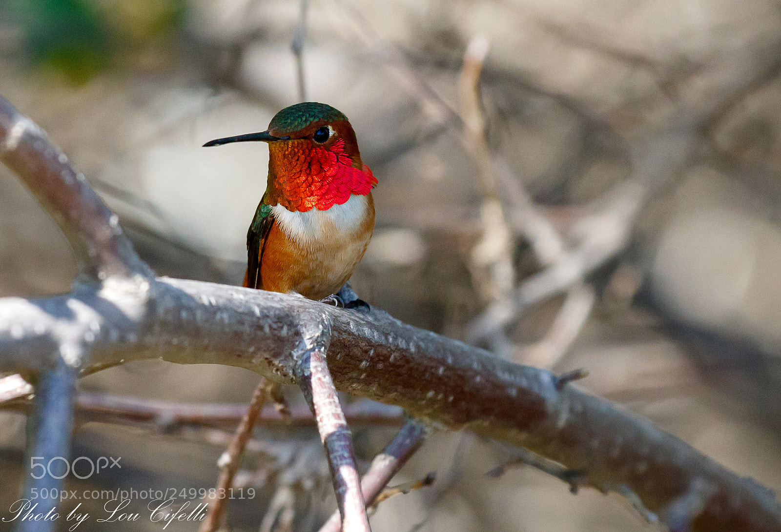 Canon EOS 7D Mark II sample photo. Hummingbird9192 photography