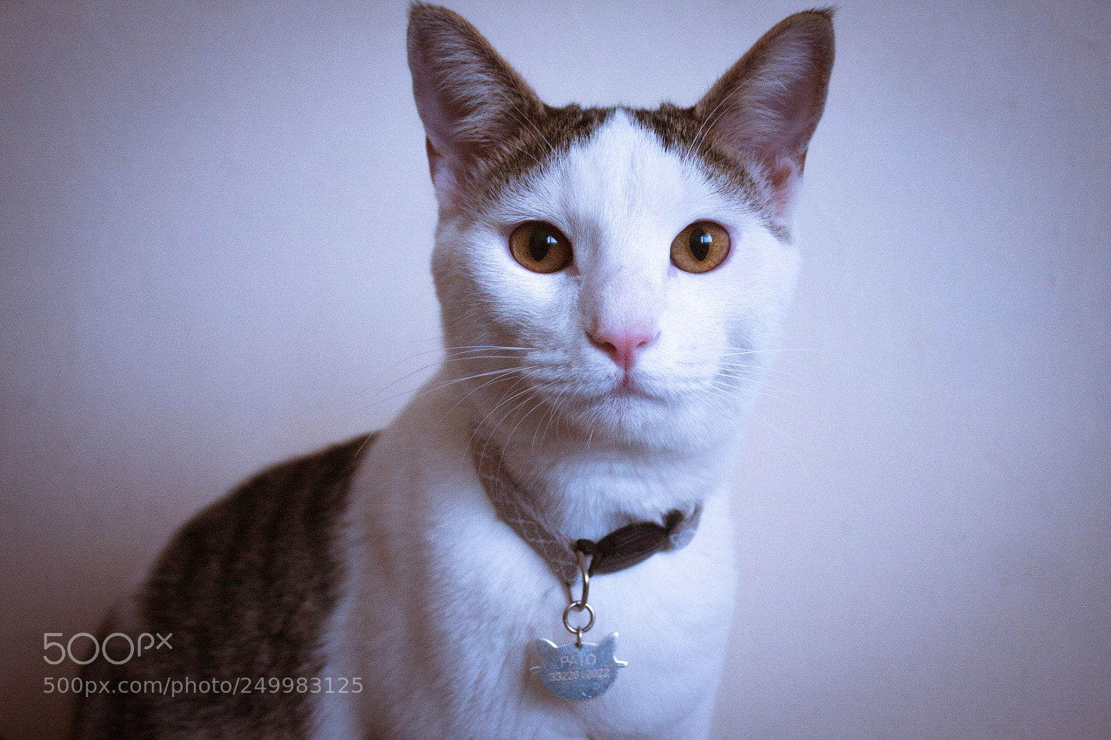 Canon EOS 40D sample photo. Untitled photography