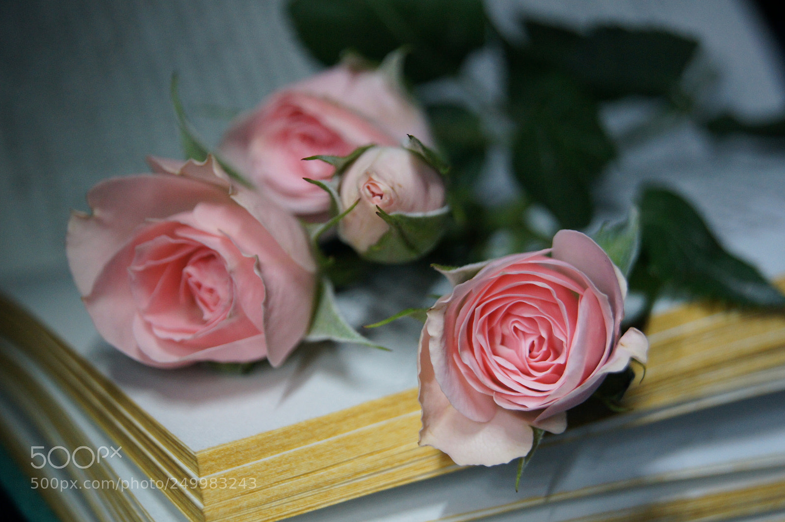 Sony Alpha DSLR-A580 sample photo. Розовое утро:) photography