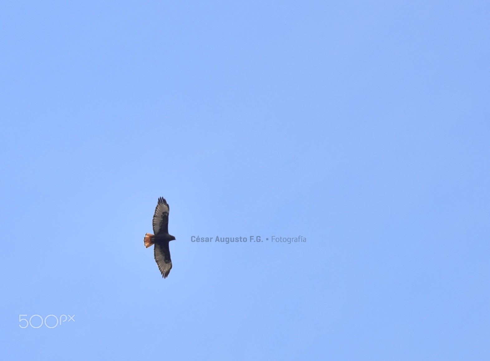 Nikon AF-Nikkor 80-200mm F2.8D ED sample photo. Cazando photography
