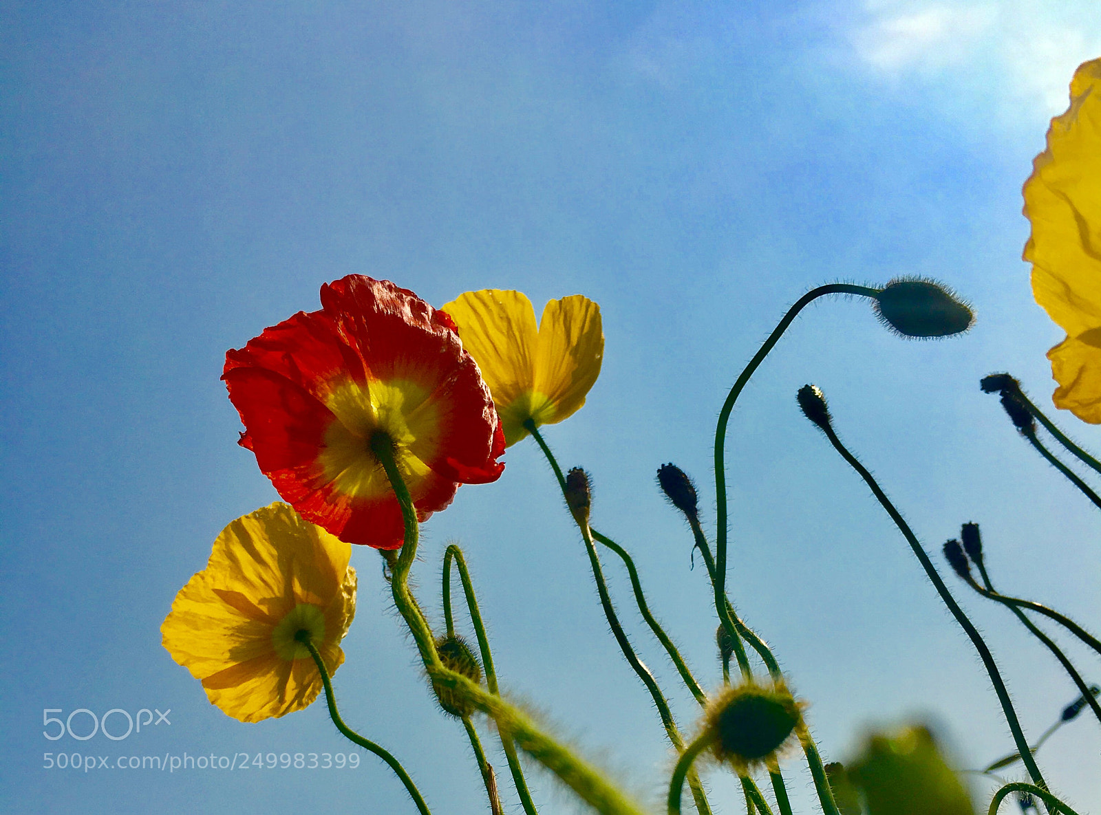 Apple iPhone 6s sample photo. 小花 photography