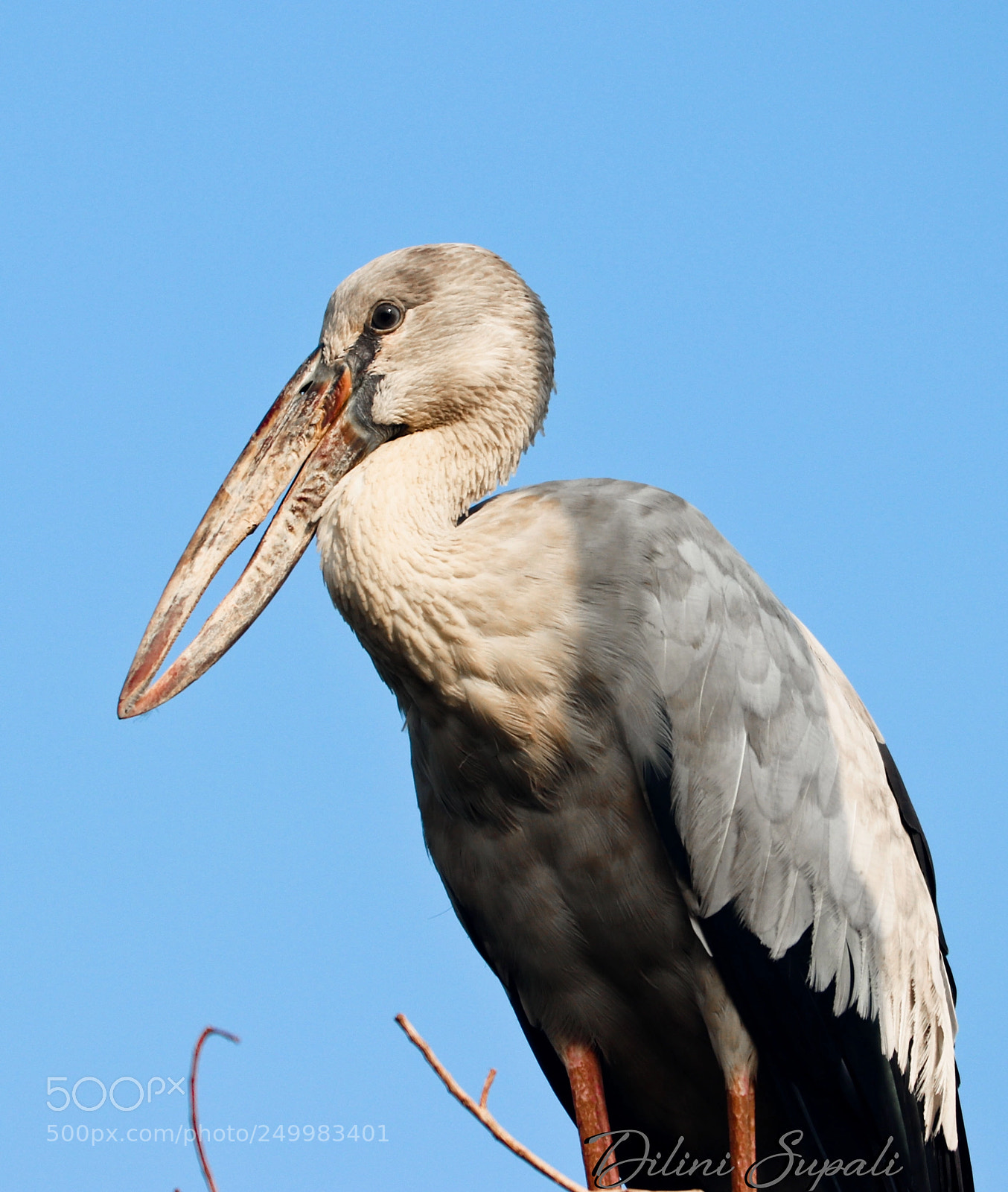 Canon EOS 80D sample photo. The asian openbill photography