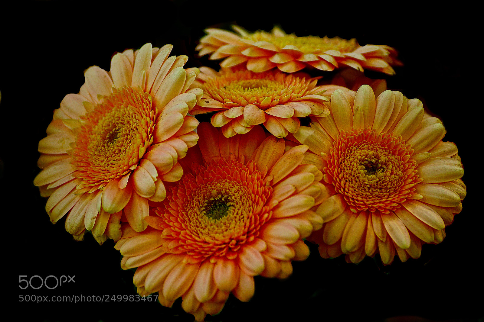 Sony ILCA-77M2 sample photo. Gerber photography