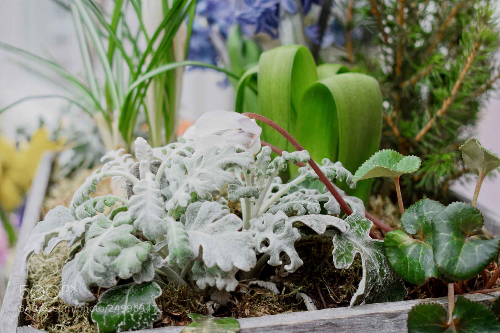 Nikon D3300 sample photo. Plants photography