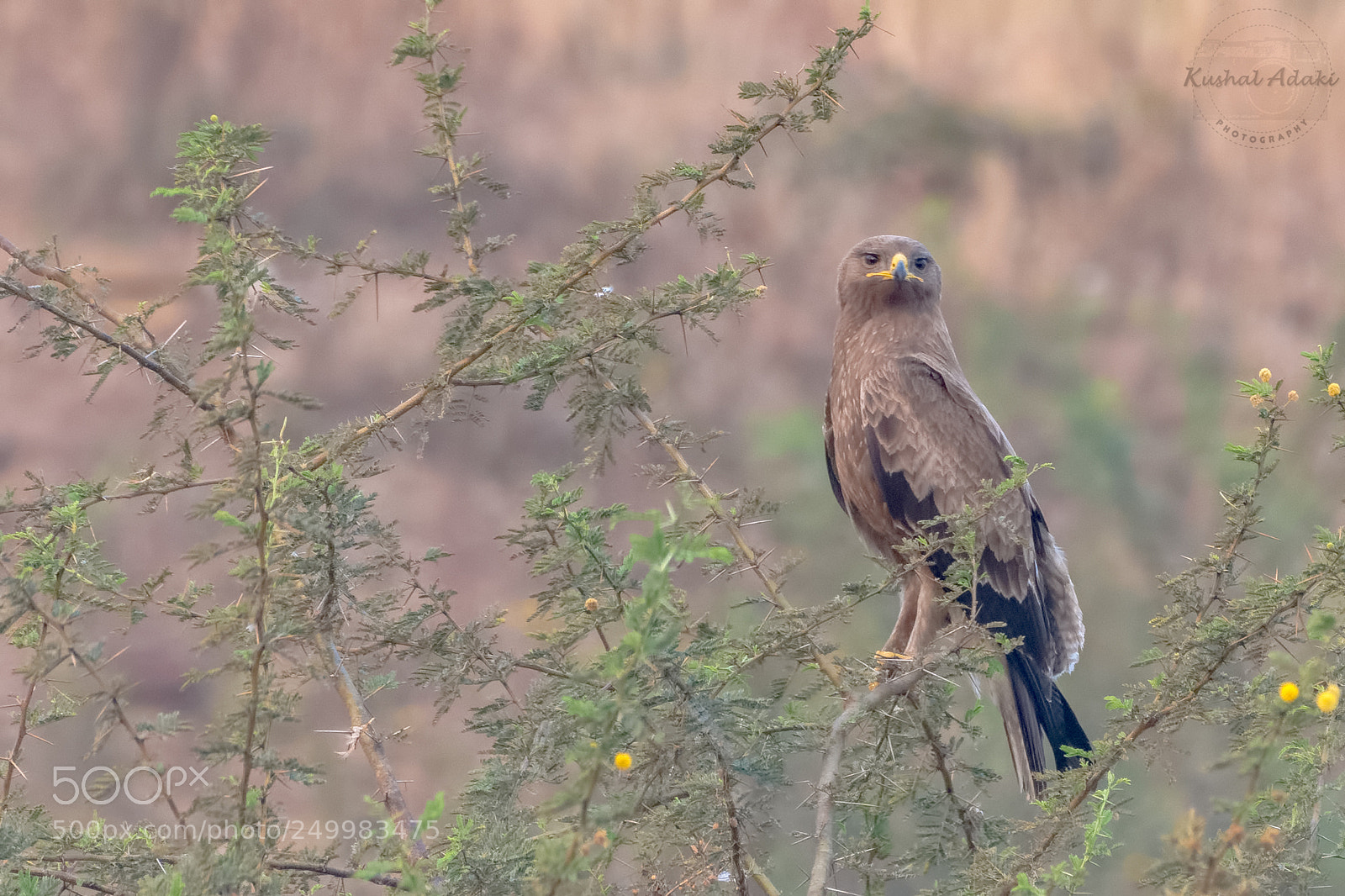 Nikon D7200 sample photo. Indian spotted eagle photography