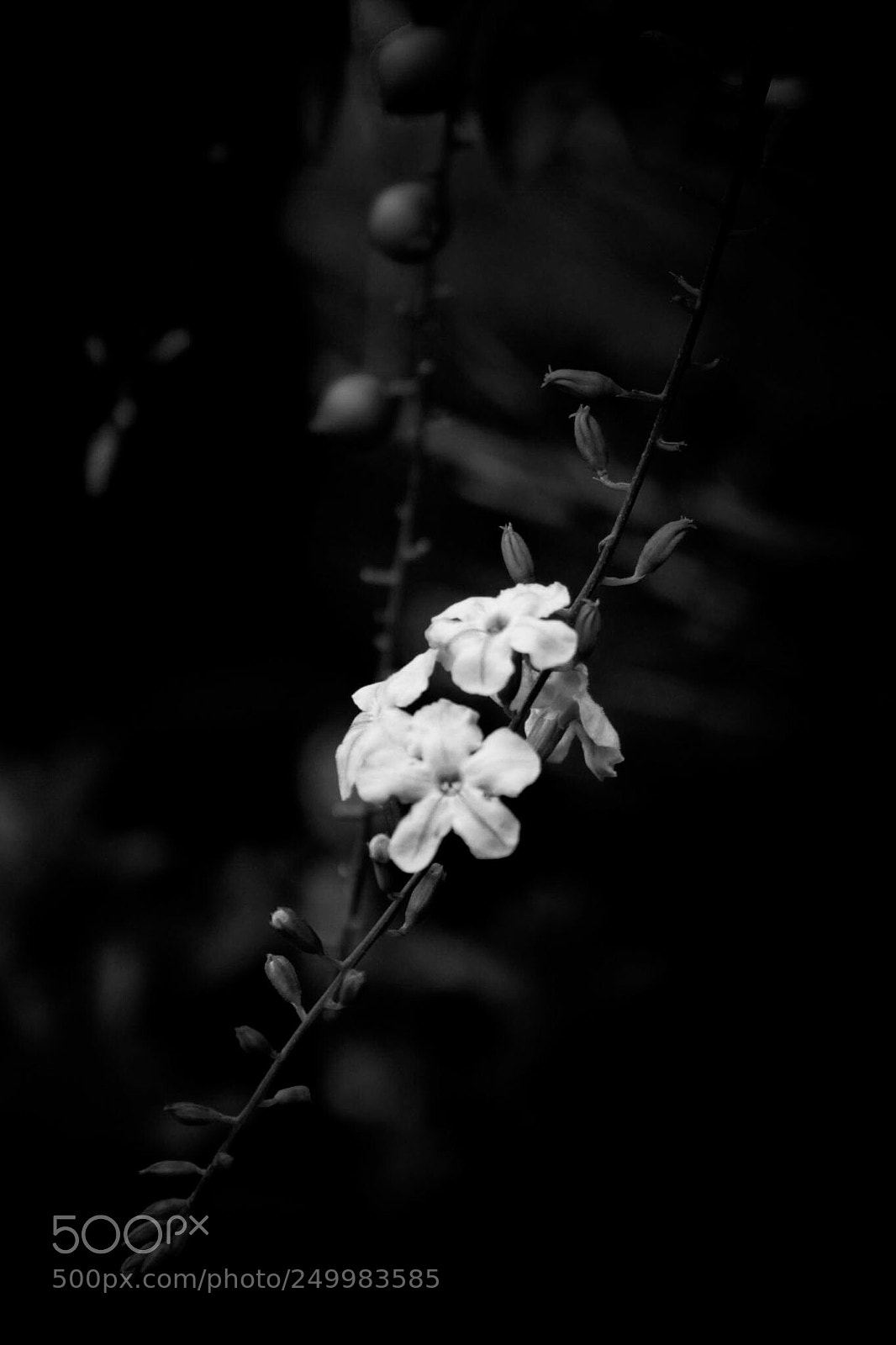 Canon EOS 1300D (EOS Rebel T6 / EOS Kiss X80) sample photo. Otricoli flower? photography