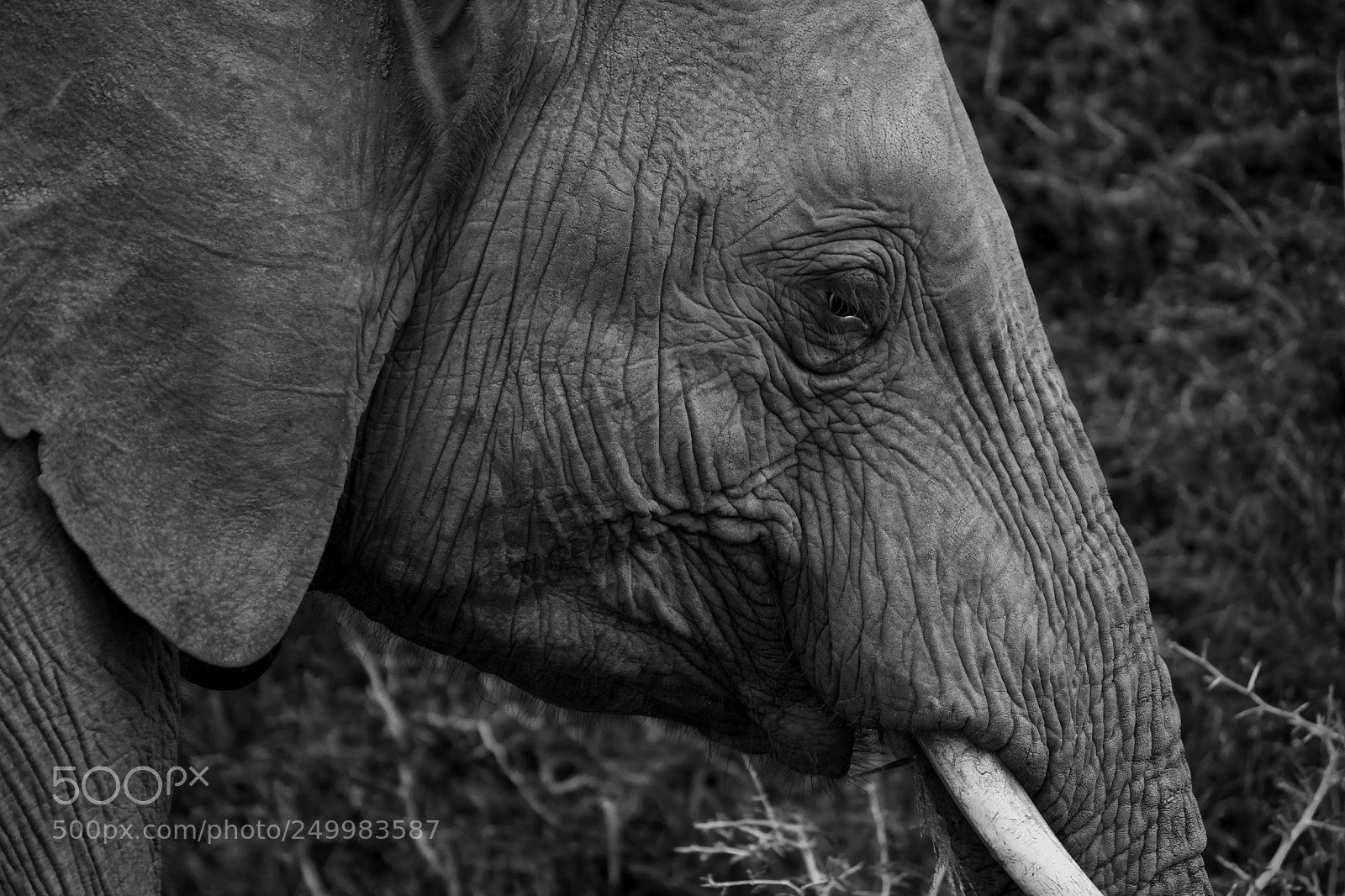 Nikon D7100 sample photo. Elephant - kruger national photography