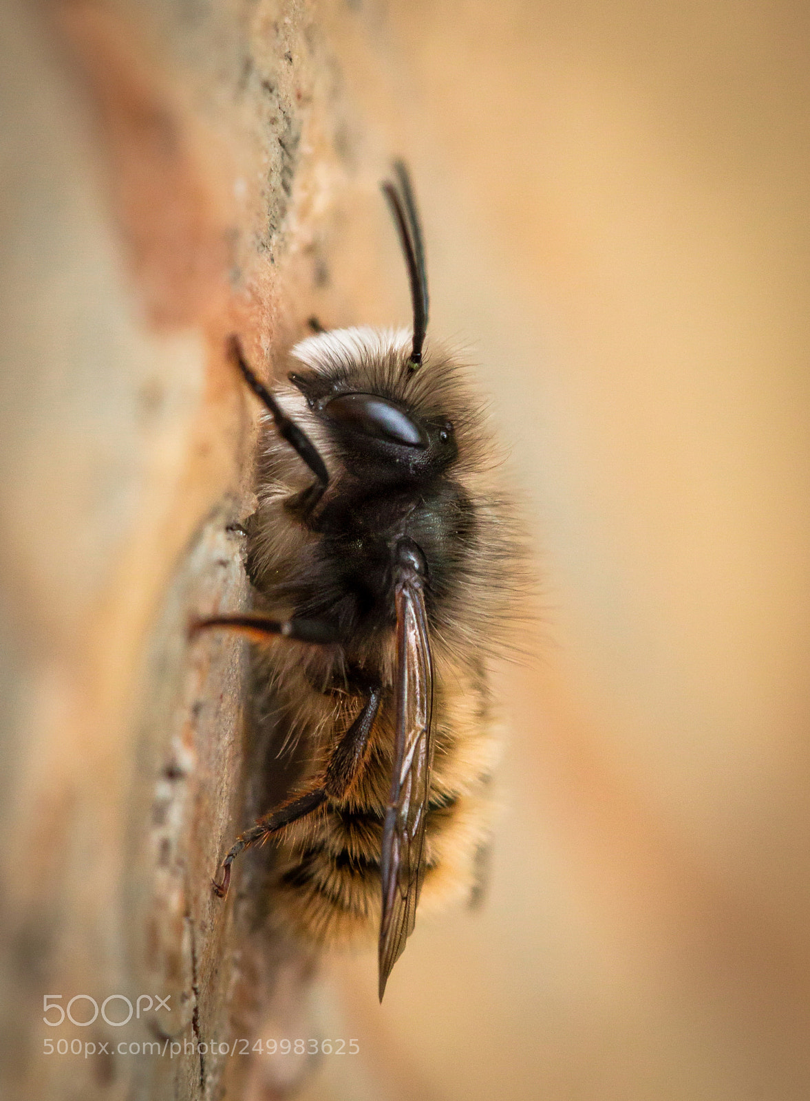 Canon EOS 70D sample photo. Solitary bee photography
