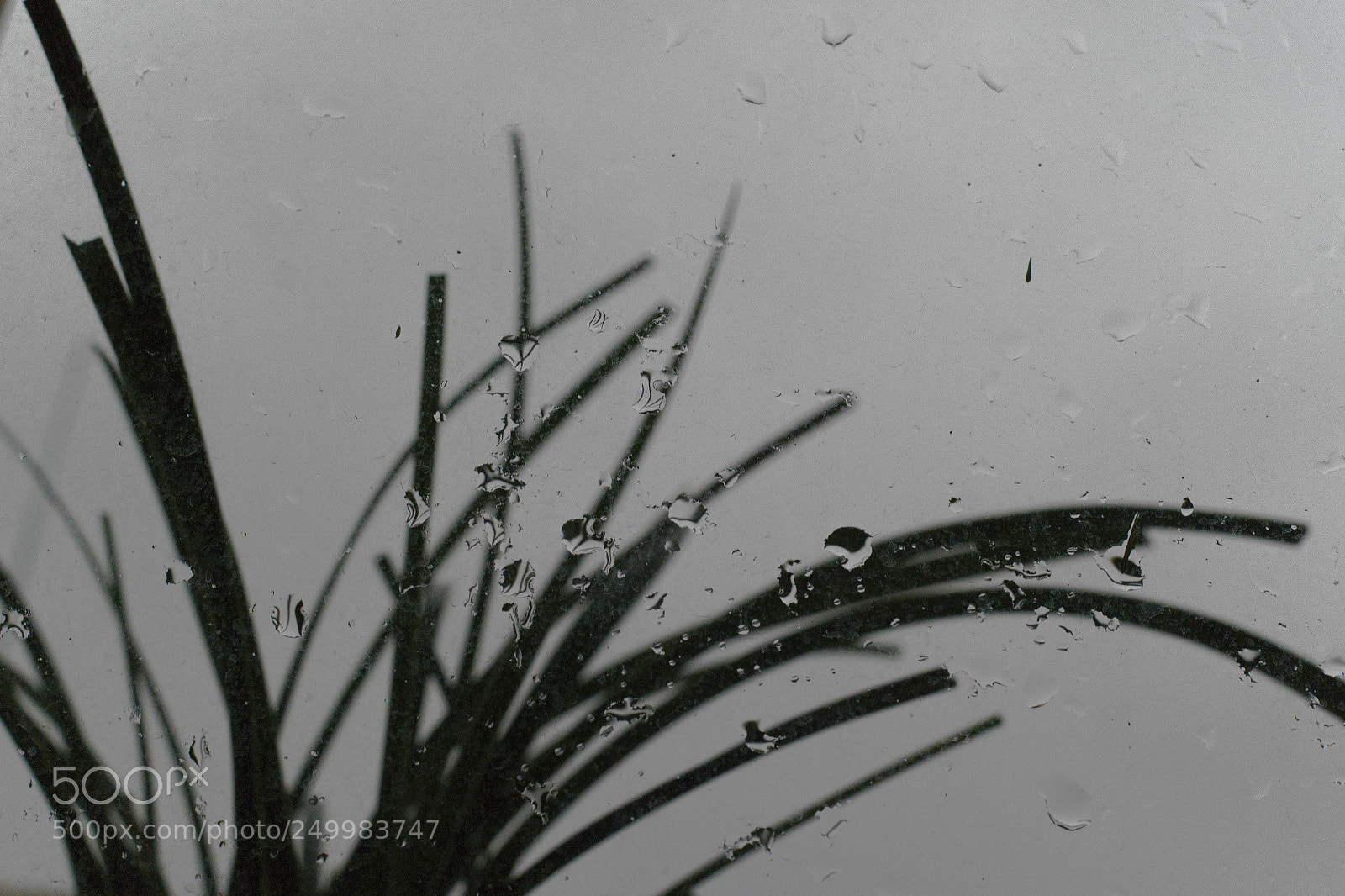 Samsung NX300 sample photo. 风 photography