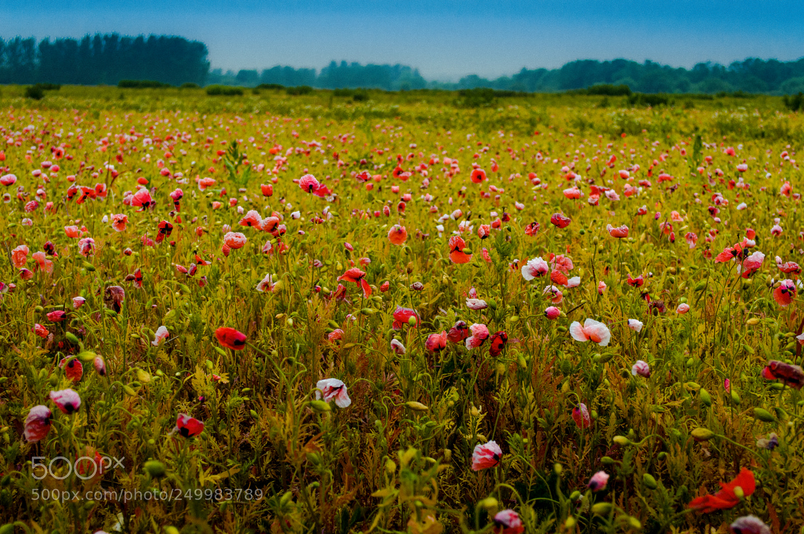 Nikon D3200 sample photo. Passing poppies photography