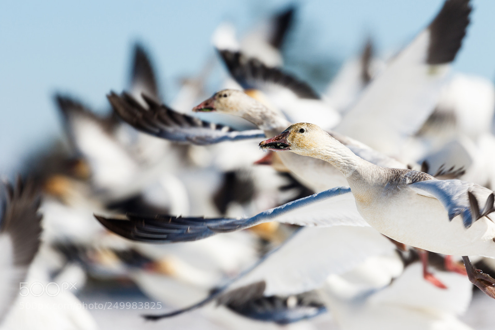 Canon EOS 7D Mark II sample photo. Scramble! photography