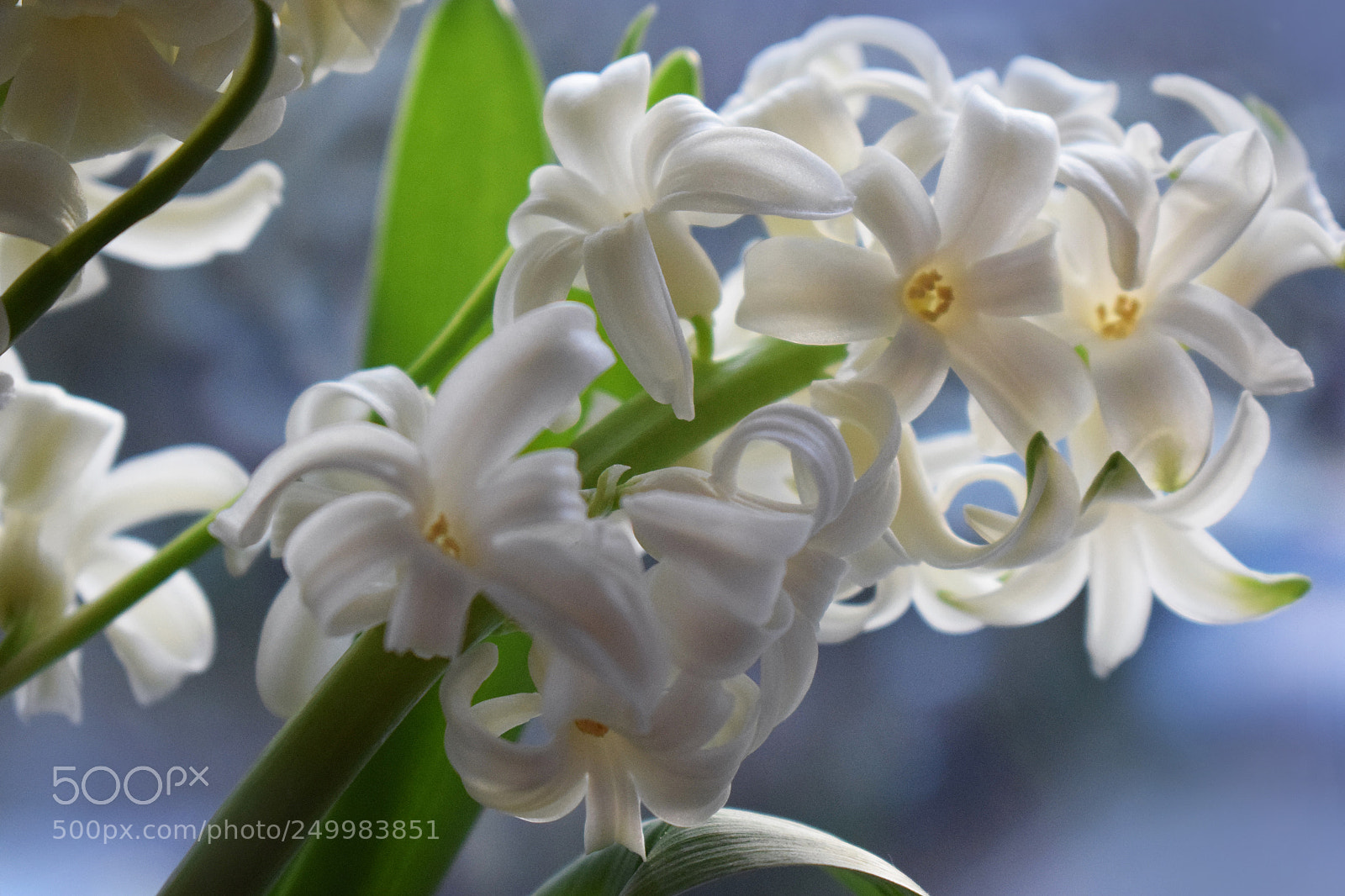 Nikon D5300 sample photo. Garden hyacinth photography