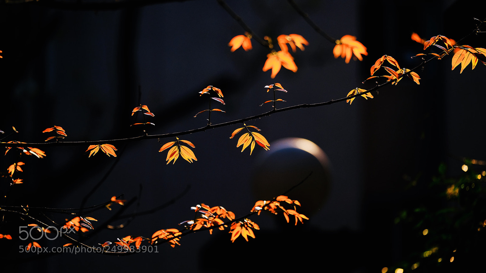 Fujifilm X-T20 sample photo. Untitled photography