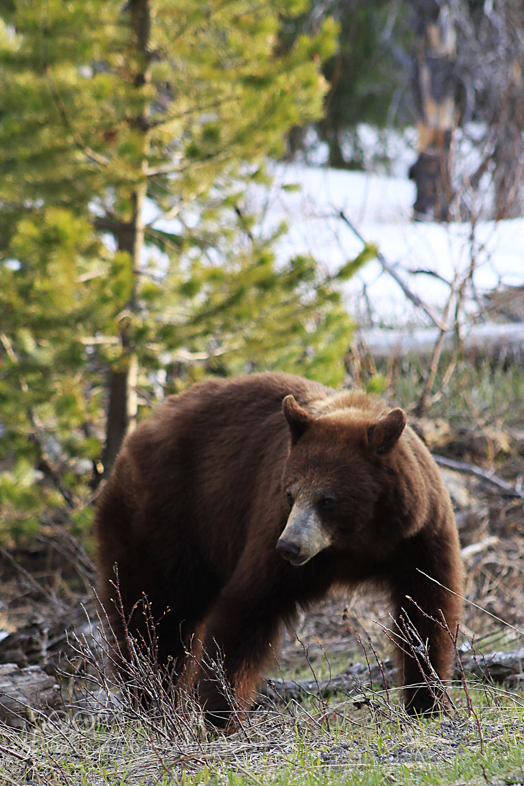 Canon EOS 50D sample photo. Female american black bear photography