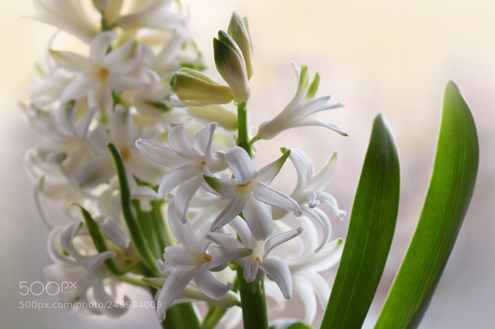 Nikon D5300 sample photo. Garden hyacinth photography
