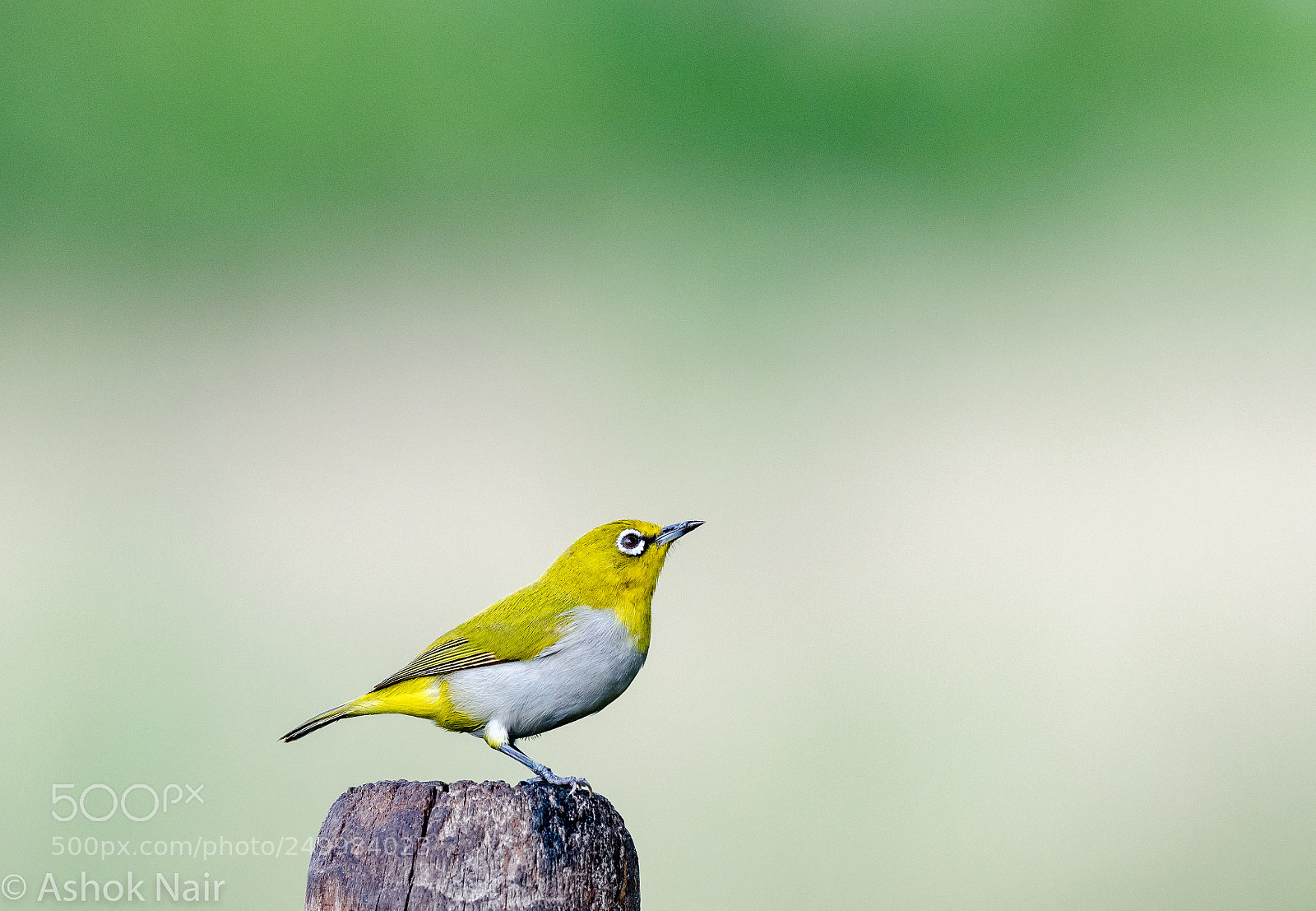 Nikon D5100 sample photo. Oriental white eye photography