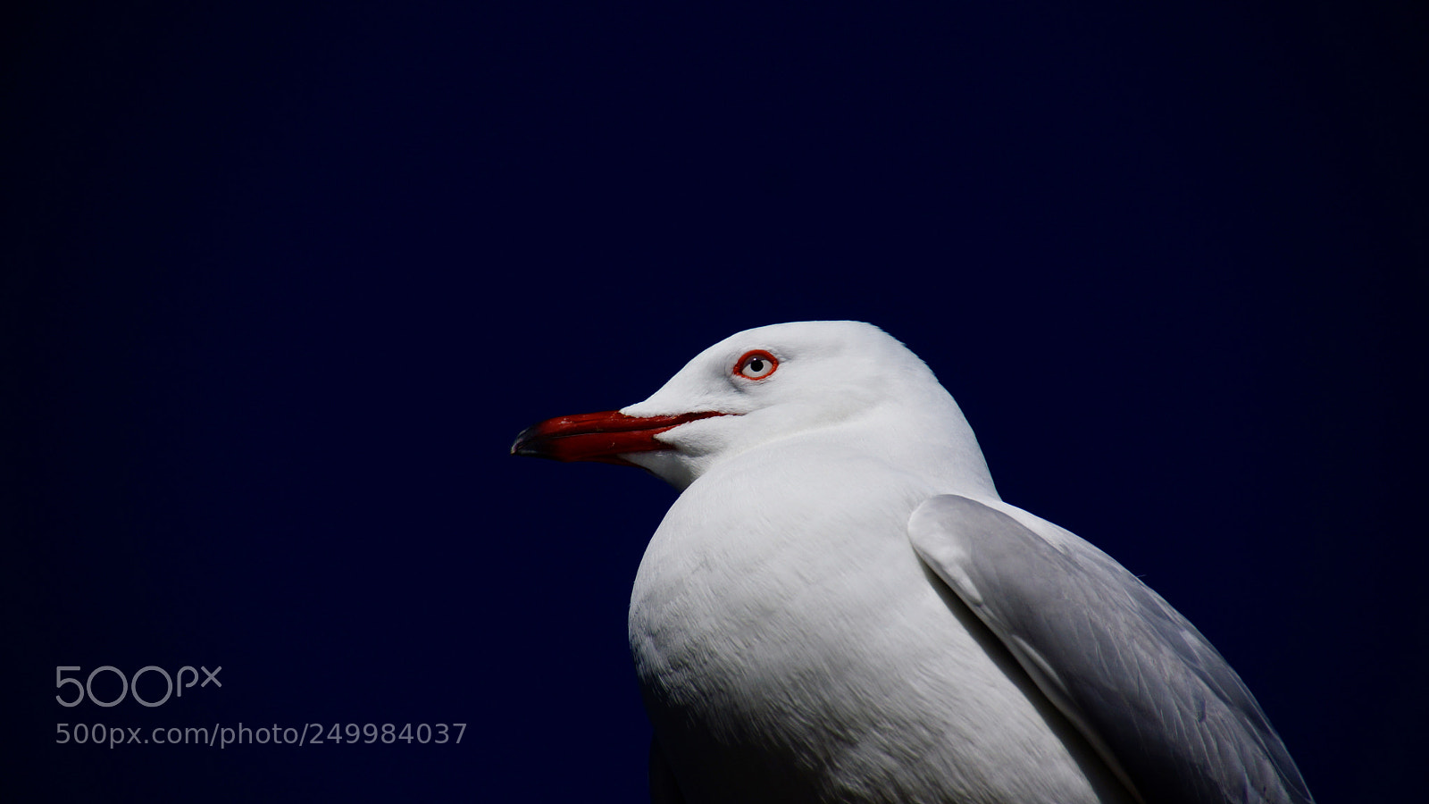 Sony SLT-A77 sample photo. Seagull photography