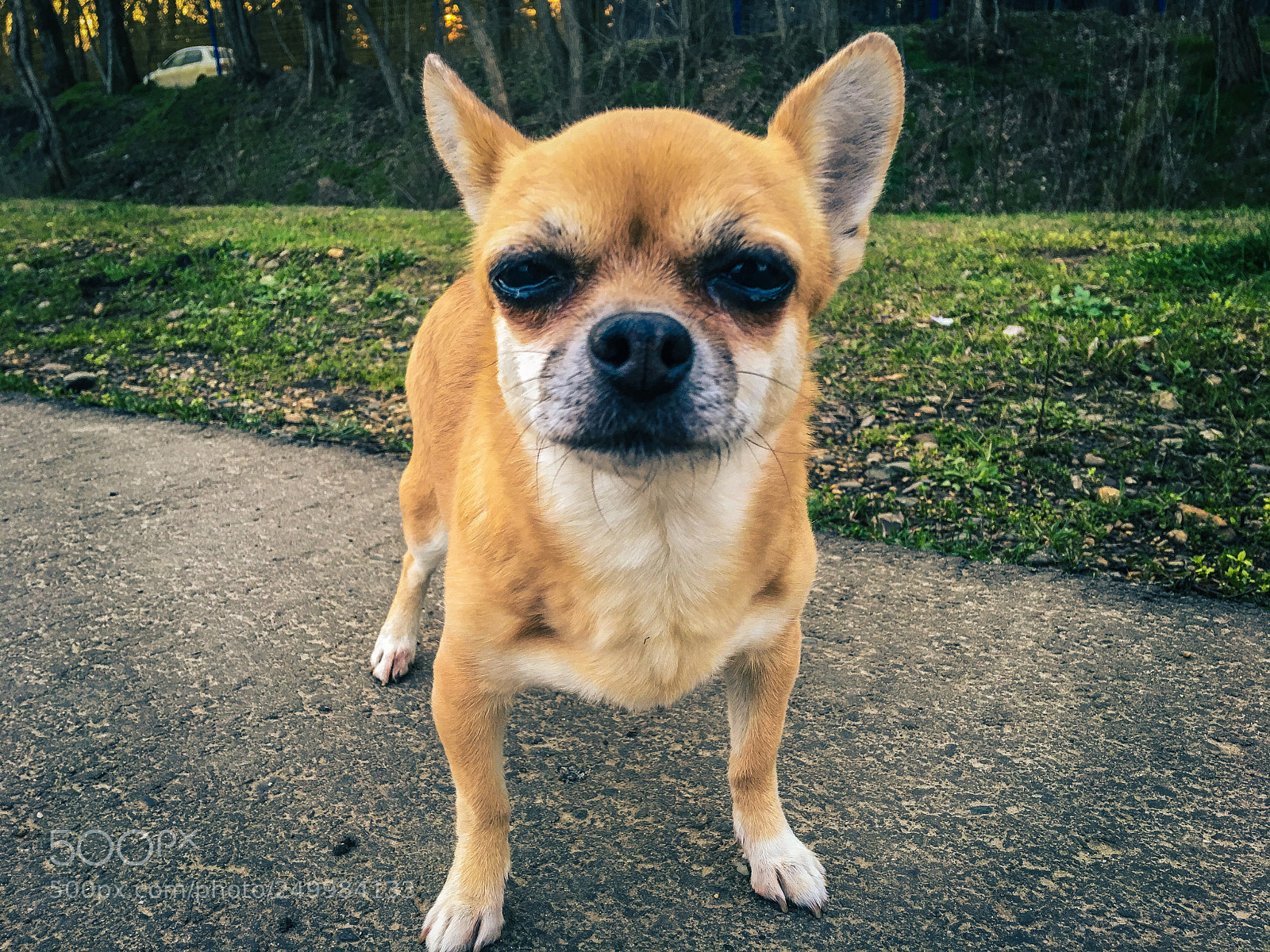 Apple iPhone 6s Plus sample photo. Dog photography