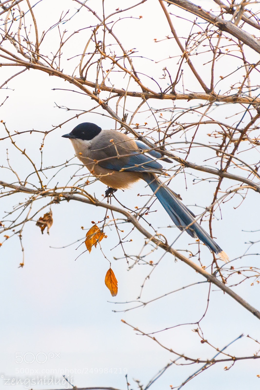 Nikon D500 sample photo. 初春 photography