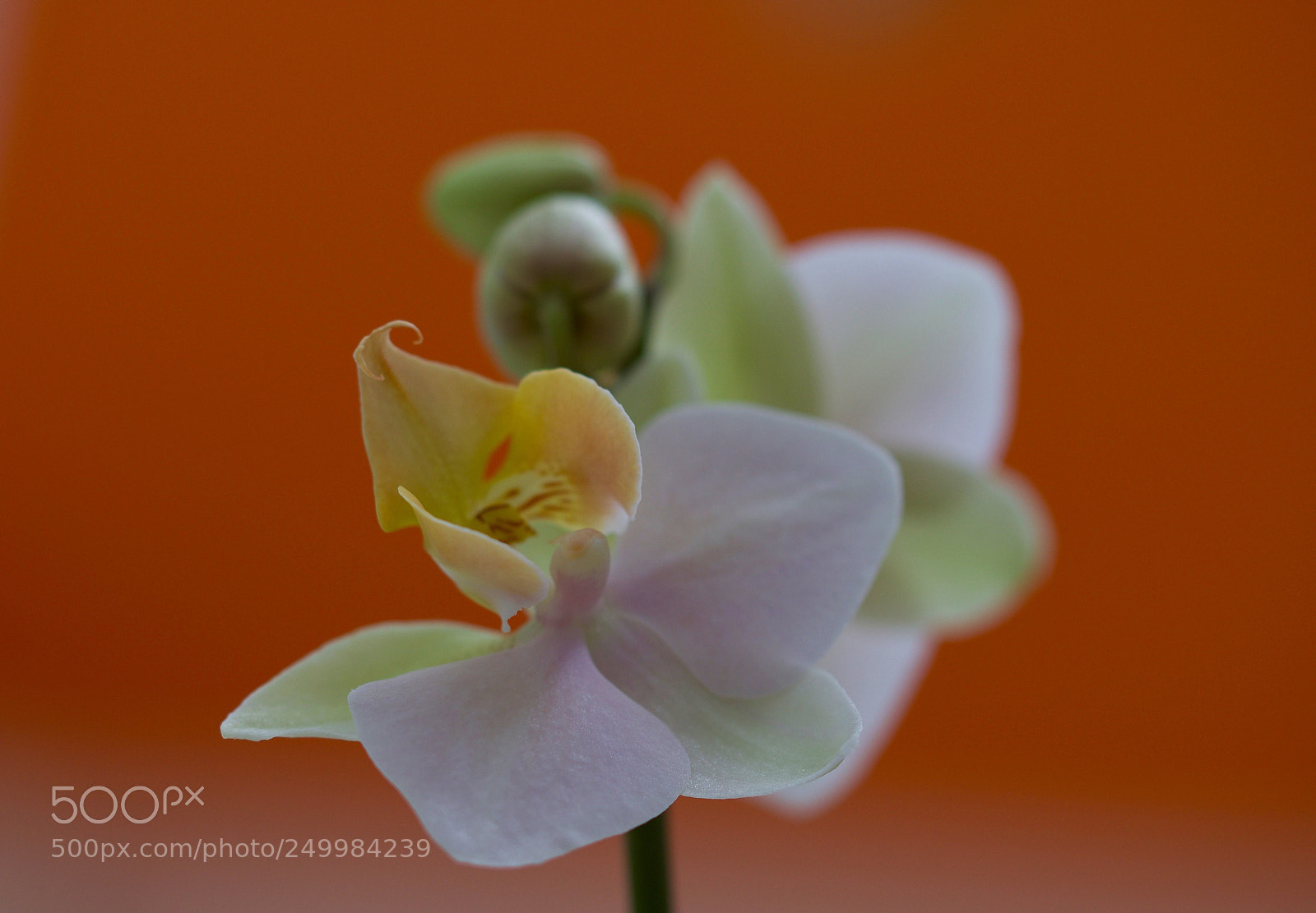 Nikon D500 sample photo. Untitled photography