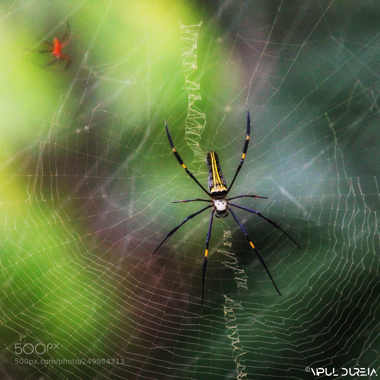 Canon EOS 1100D (EOS Rebel T3 / EOS Kiss X50) sample photo. Spider web photography