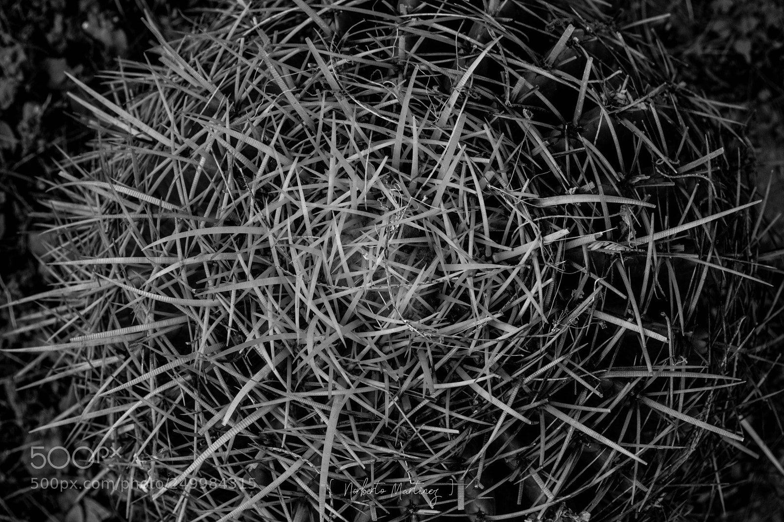 Nikon D5200 sample photo. B&w photography