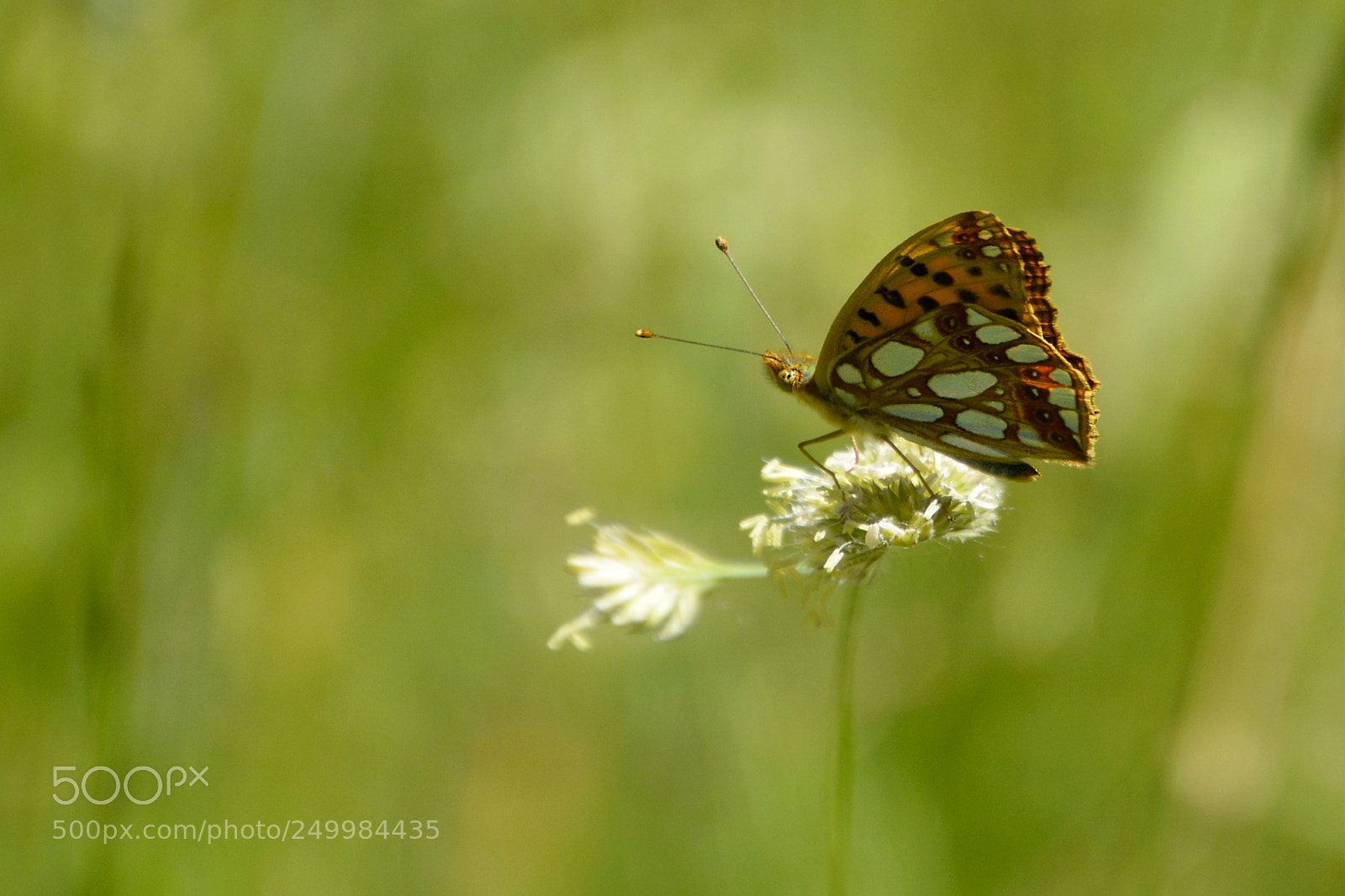 Nikon D5200 sample photo. Dreaming photography