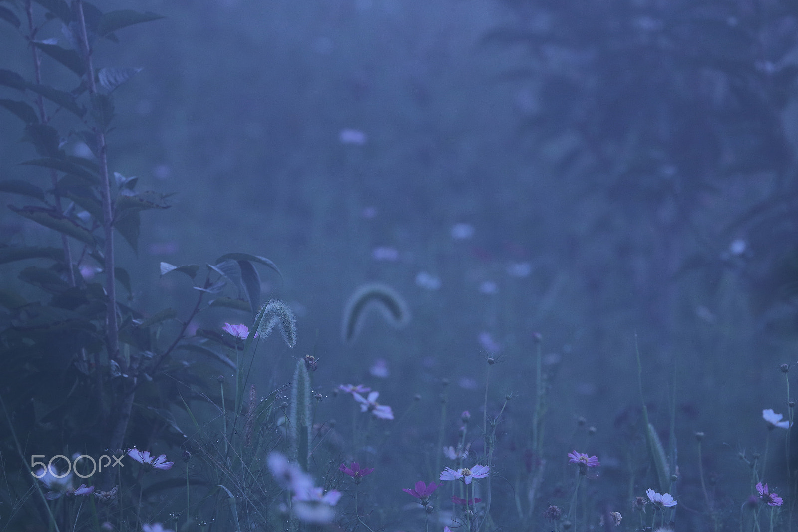 Canon EF 70-300mm F4-5.6L IS USM sample photo. Foggy fields photography