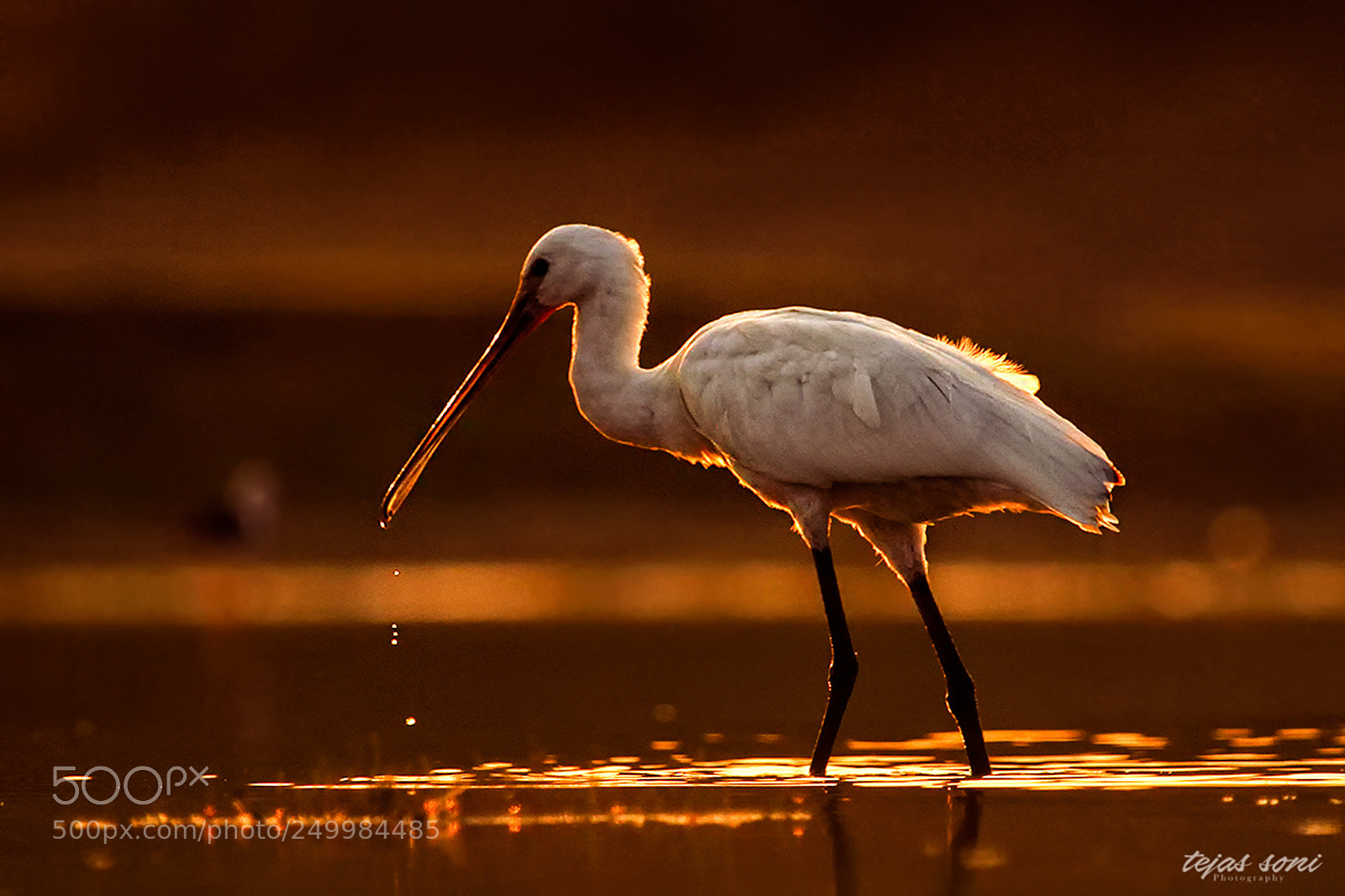 Canon EOS 7D sample photo. Eurasian spoonbill photography