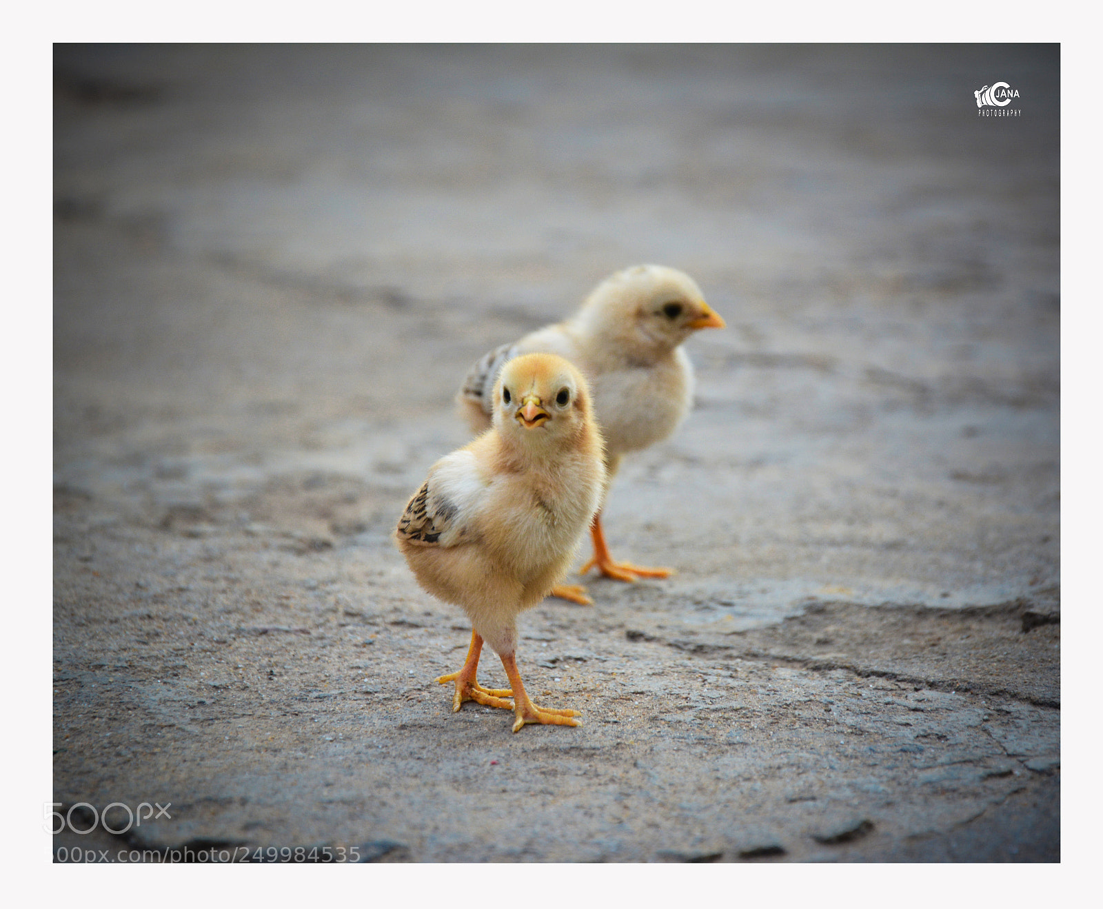 Nikon D5200 sample photo. Untitled photography