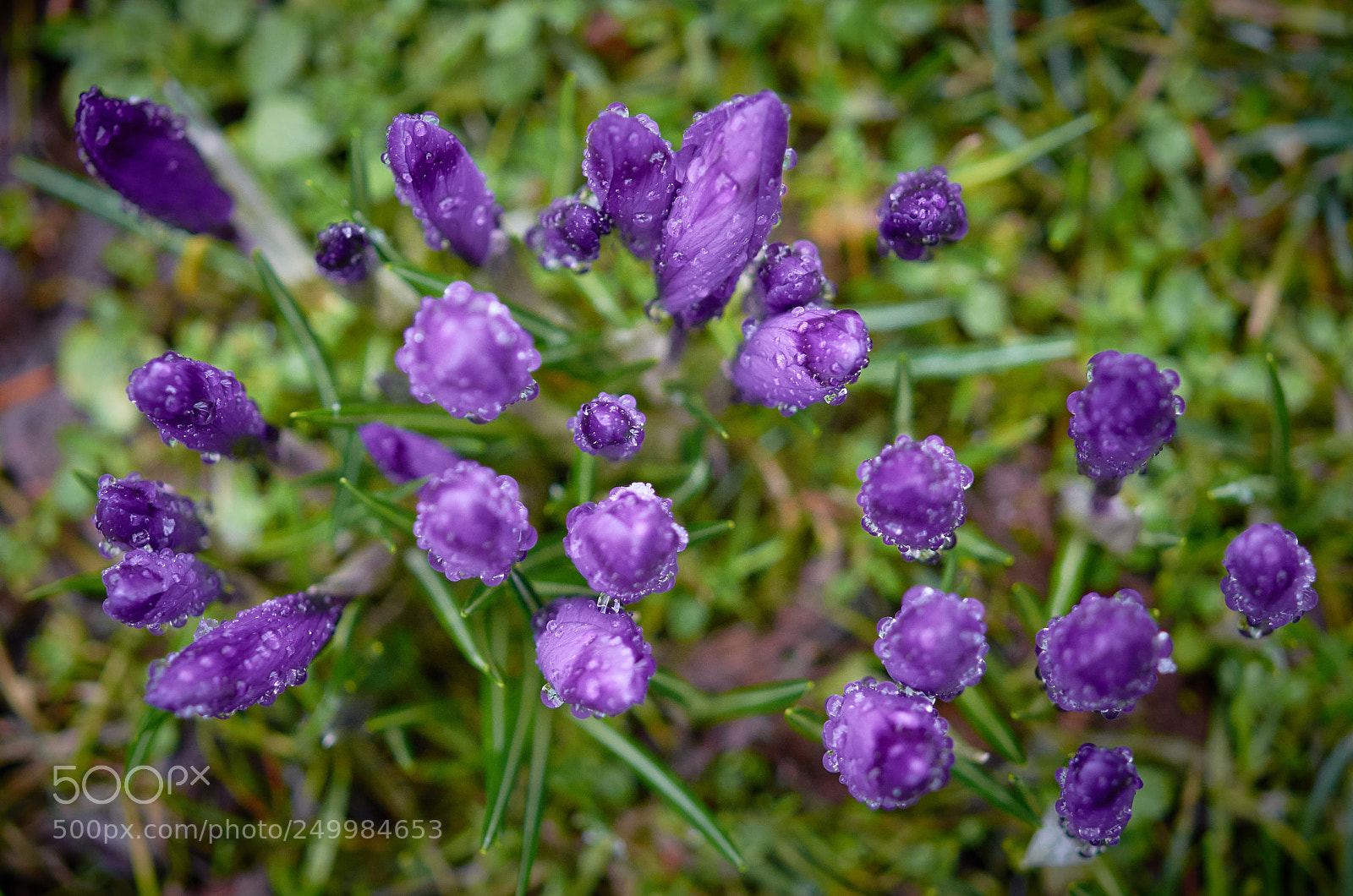 Nikon D7000 sample photo. Purple spears photography