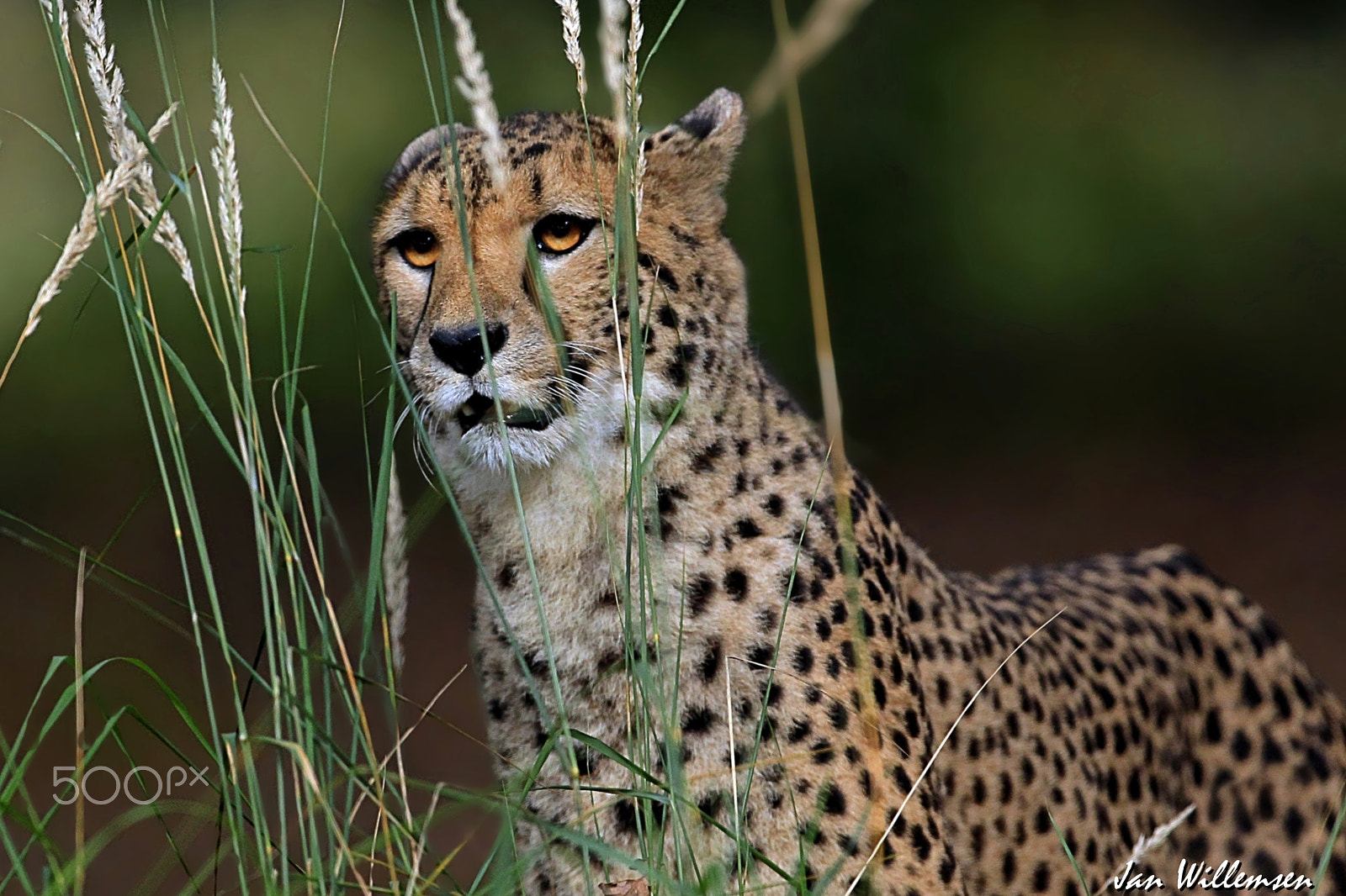 Canon EF 300mm F2.8L IS II USM sample photo. Cheetah photography