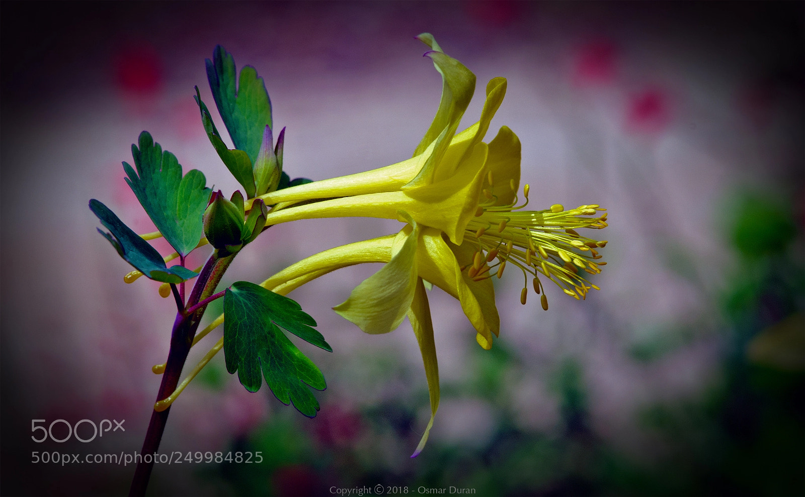 Nikon D200 sample photo. Golden columbine photography
