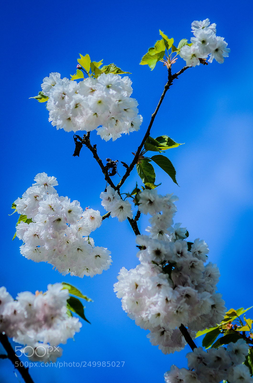 Nikon D7000 sample photo. Cherry blossoms photography