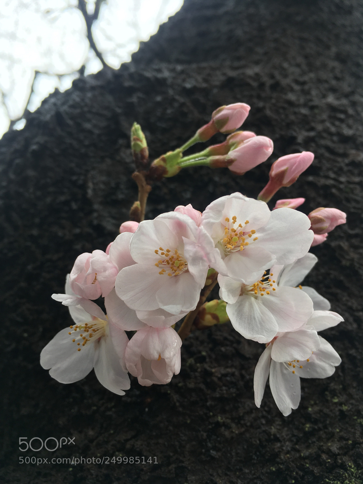Apple iPhone SE sample photo. Untitled photography