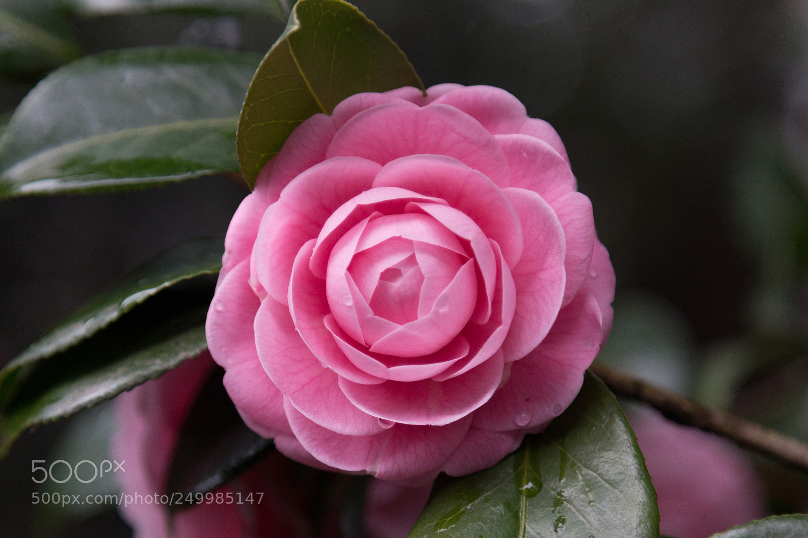 Canon EOS 70D sample photo. Pink camellia photography