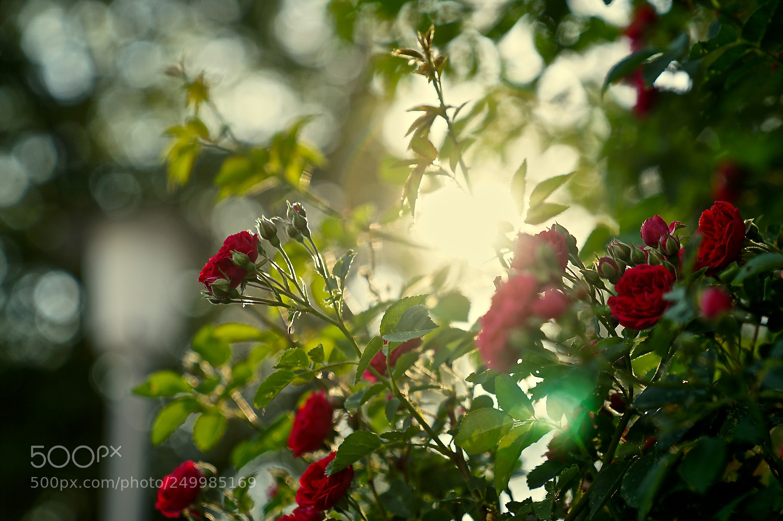 Sony a7 II sample photo. Kopie photography
