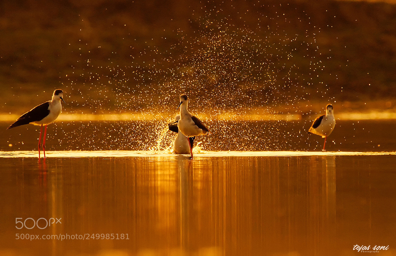 Canon EOS 7D sample photo. Black winged stilt photography
