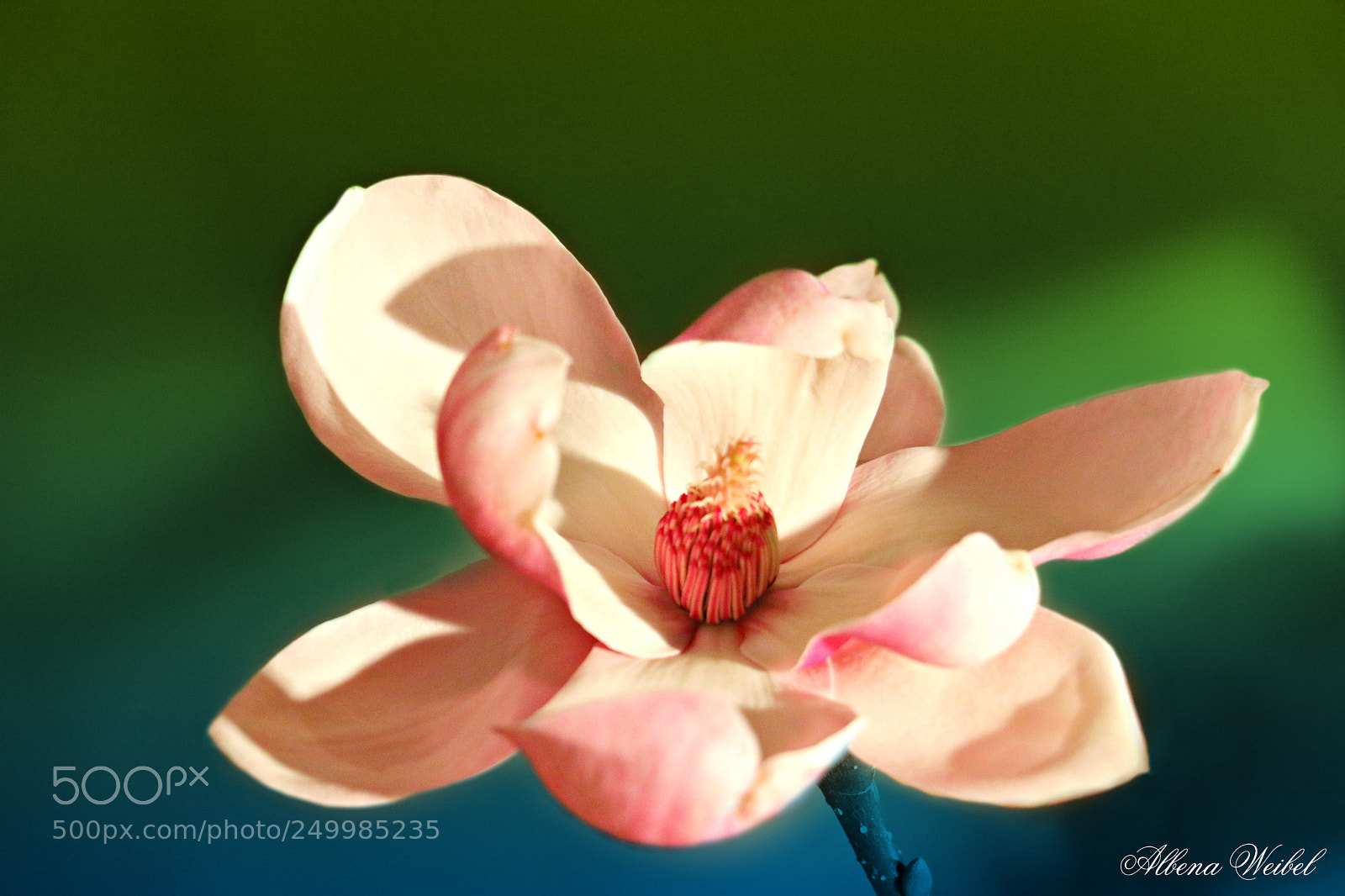 Canon EOS 70D sample photo. Magnolie photography